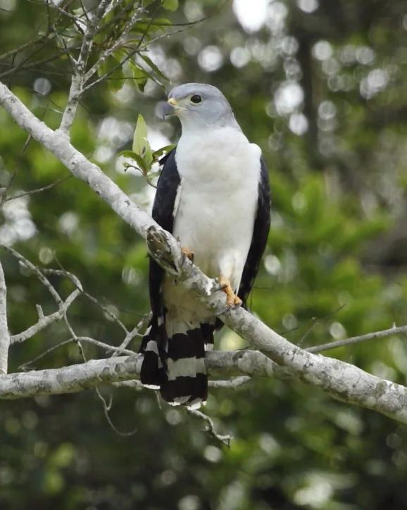 Gray-headed kite with a gray head, soft-looking white body and black wings.