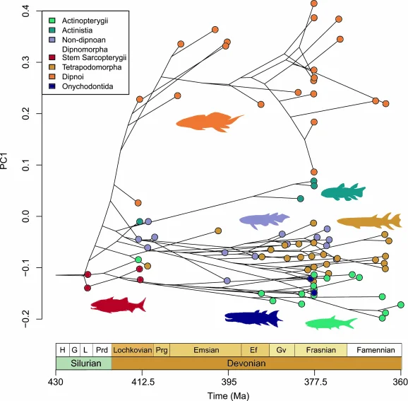 Plot sgowing phylogenetic traitgram of the first principal component (PC1) of lower jaw shape in early osteichthyans (bony fishes)