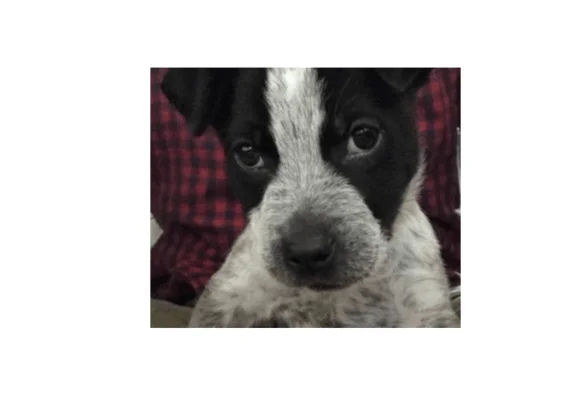 A sad puppy start with kuzco.